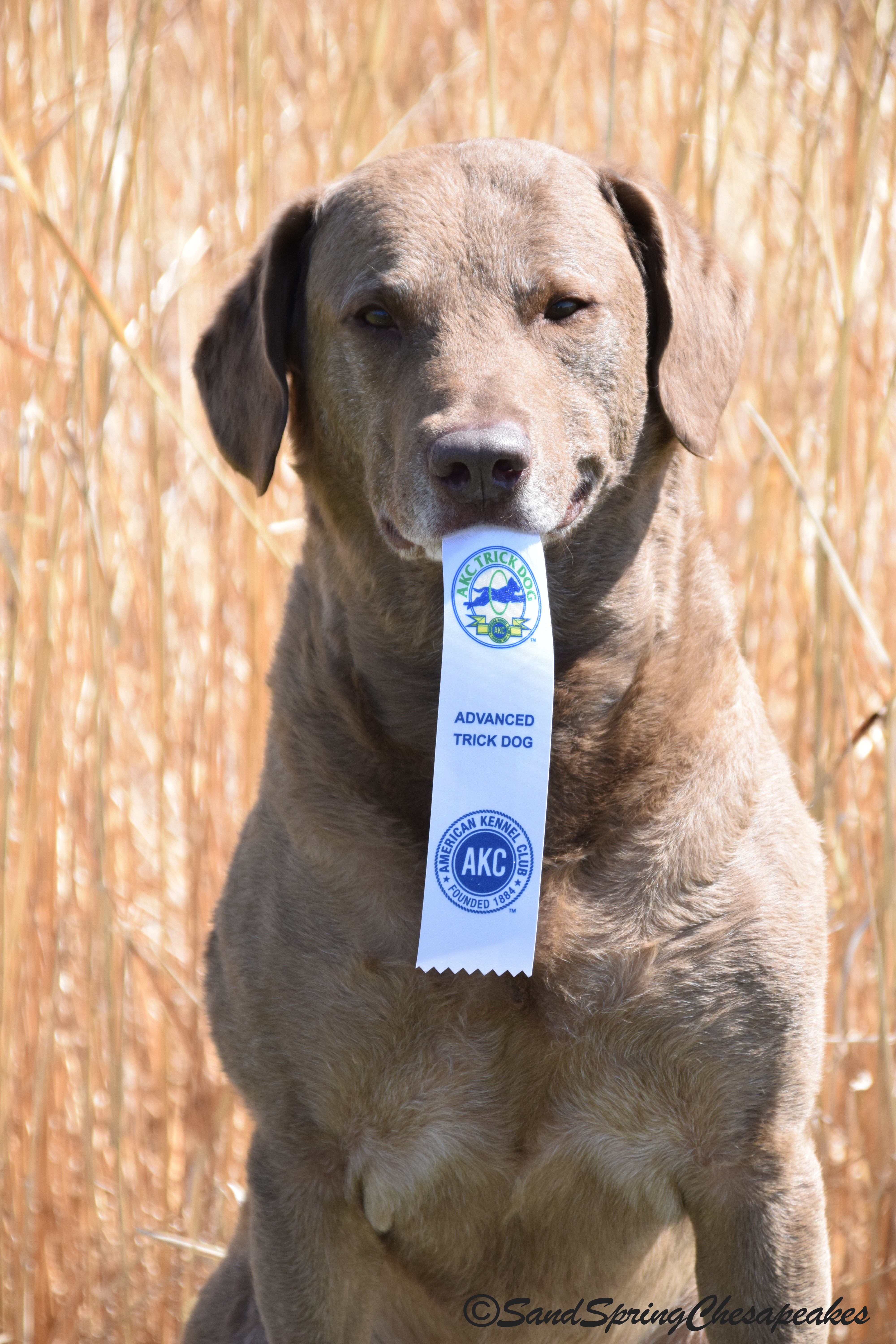 akc-trick-dog-advanced-gambler-sand-spring-chesapeakes
