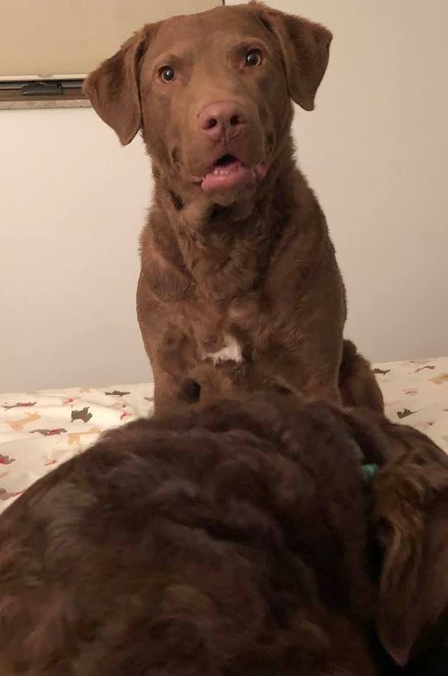 akc chesapeake bay retriever